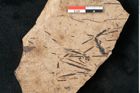 Foto (Detailansicht) von Sequoia hardtii Endl. (NHMW-GEO-2024-0188-8246)